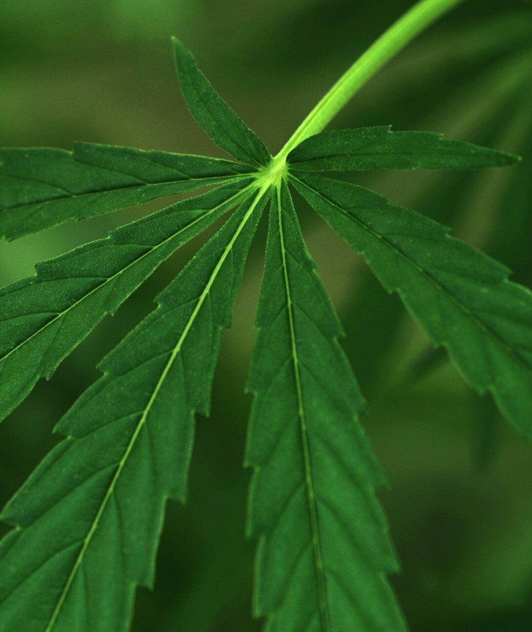 Cannabis leaf close-up. Green background of leaves